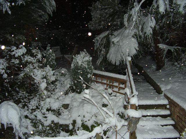 back garden 1