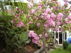 back garden 2
